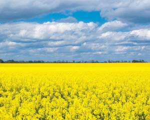 НАГОРОДЖЕНІ ПОСМЕРТНО